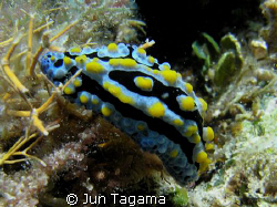 Yellow Spotted Nudi, Tres Reyes Islands, Marinduque by Jun Tagama 